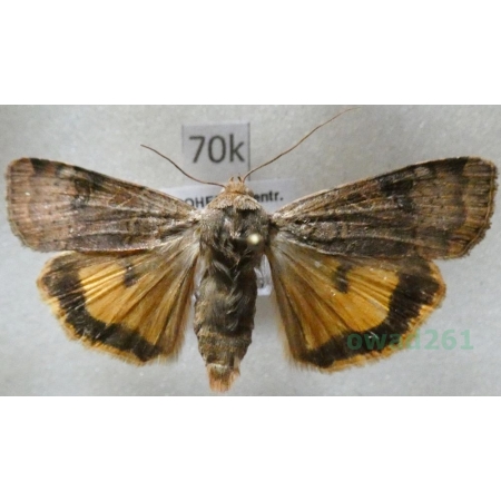 Noctua interposita (Hübner, 1790) Rolnica Czech70k